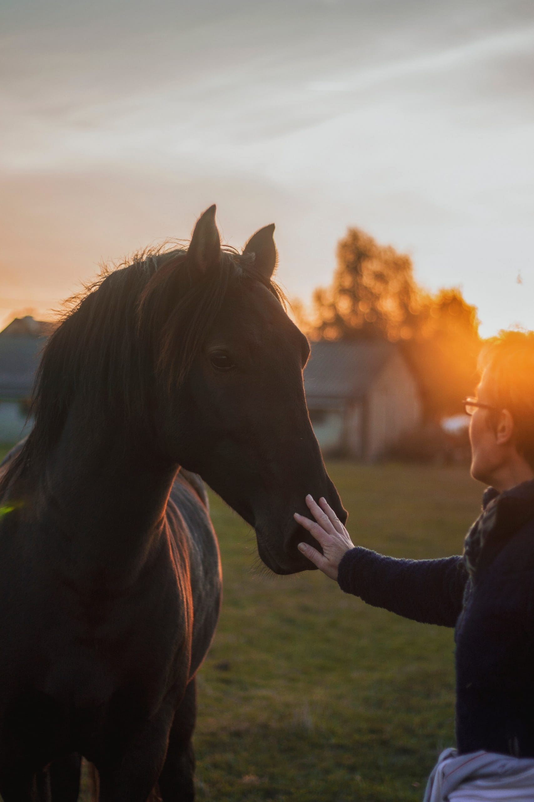 Equine Therapy Experience at Delamere