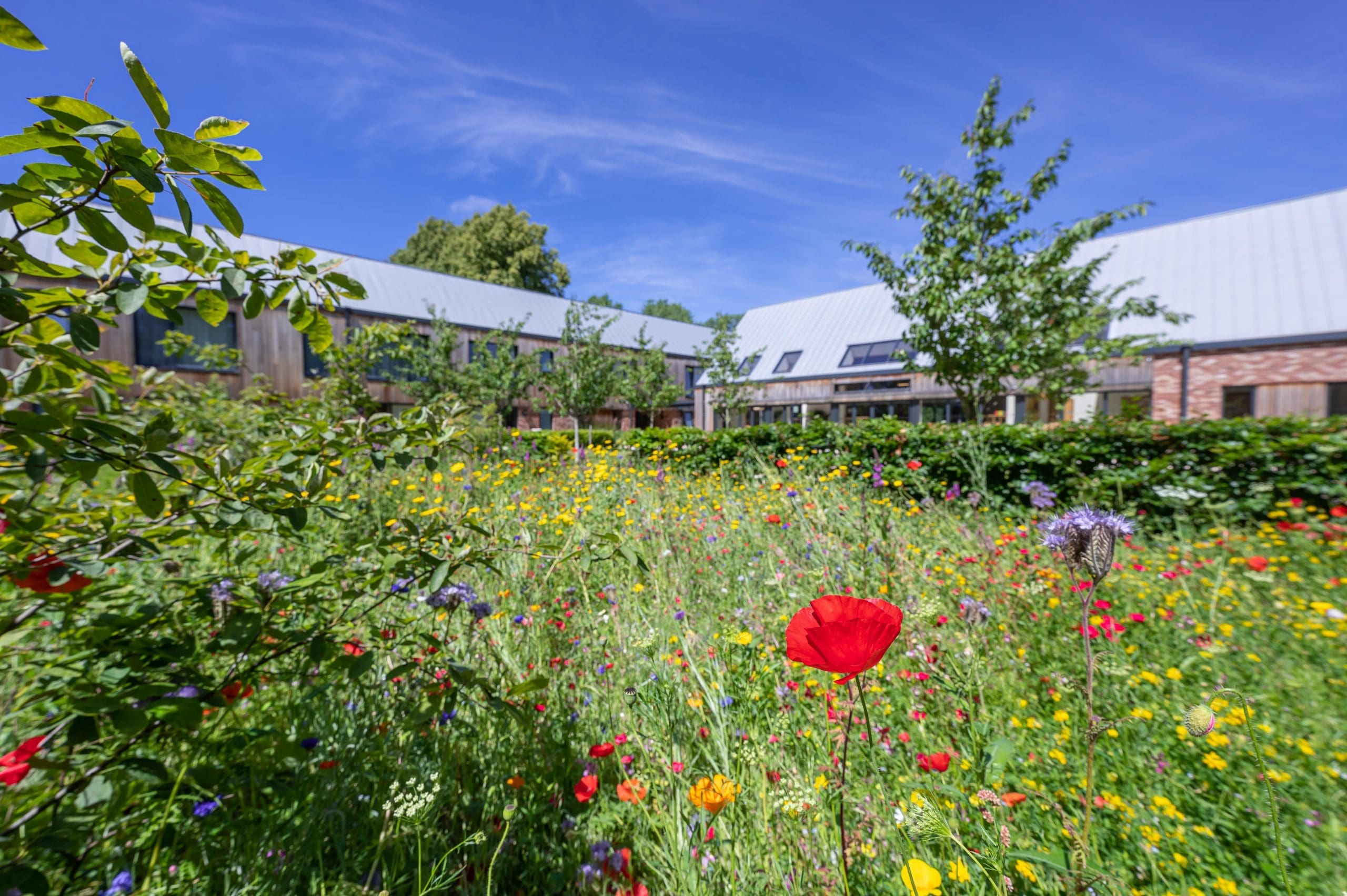 Introducing the ‘Bloom’ programme