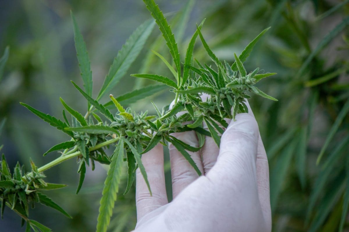 Cannabis is no longer just a ‘gateway drug’